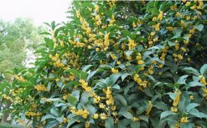 桂花樹(shù)栽在院子哪個(gè)位置好？