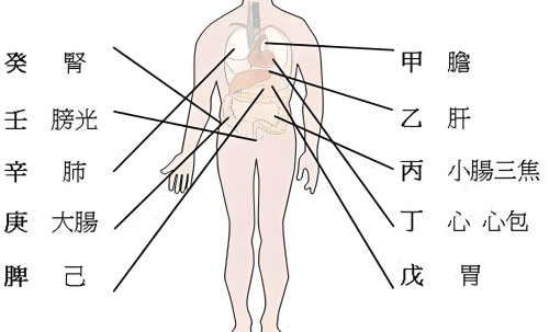 天干代表人身體的部位，十天干對應(yīng)身體各部位詳解！