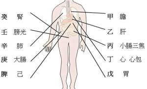 天干代表人身體的部位，十天干對應(yīng)身體各部位詳解！