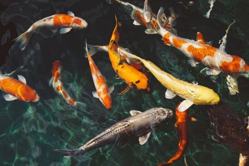夢(mèng)見(jiàn)魚(yú)是什么預(yù)兆 周公解夢(mèng)